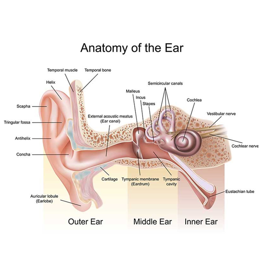 Congenital-Atresia-of-the-Ear-UCI-Head-Neck