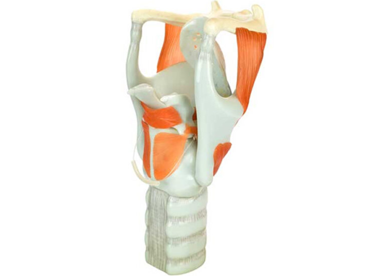 Subglottic Stenosis UCI Head and Neck Surgery UCI ENT Doctors