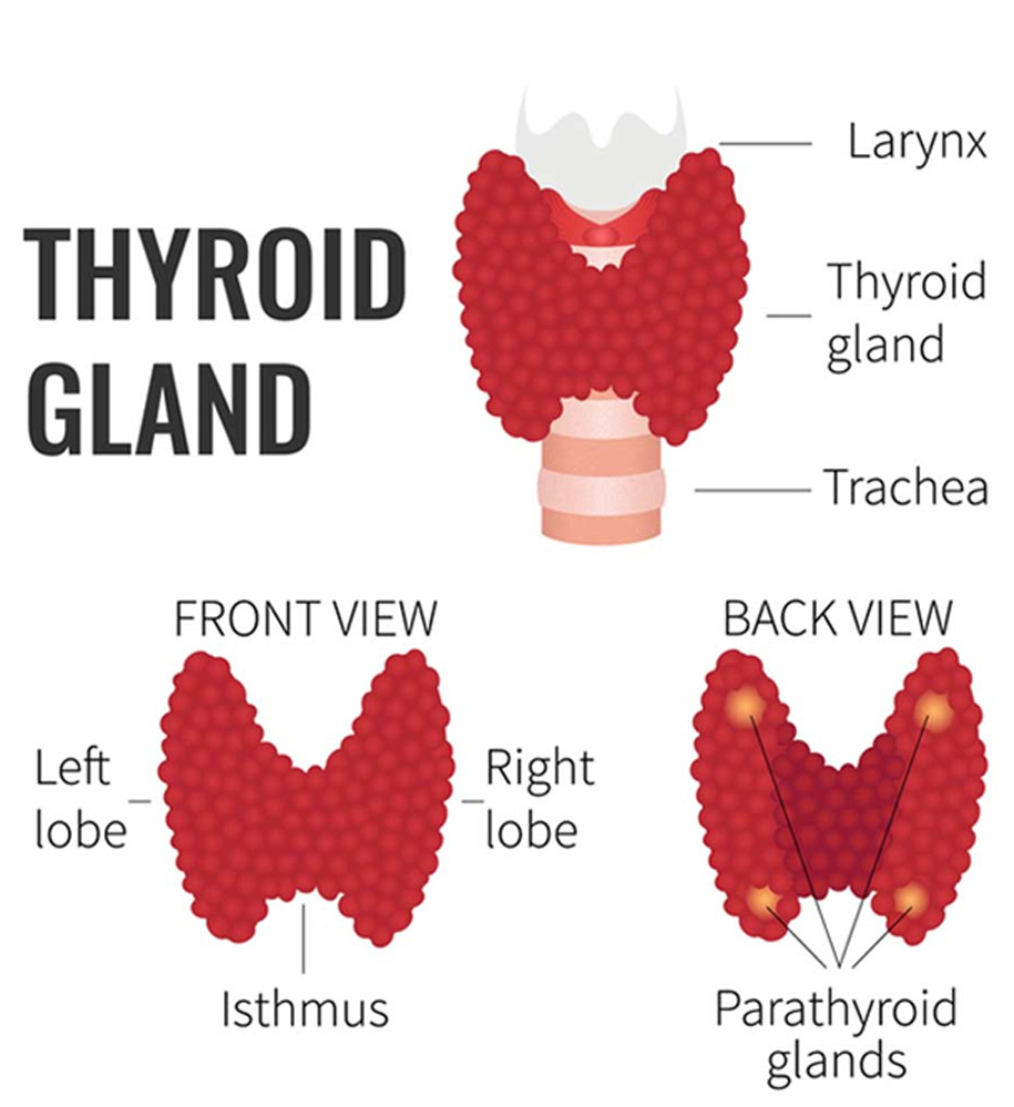 Thyroid Anatomy | UCI Head and Neck Surgery - UCI ENT Doctors ...