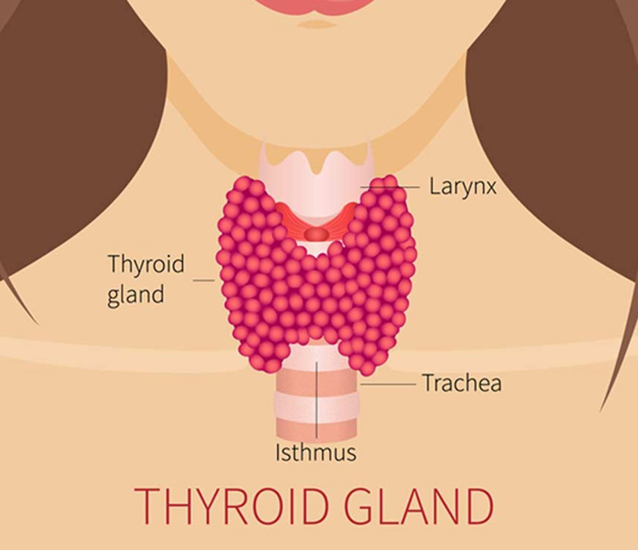 Thyroid Anatomy | UCI Head and Neck Surgery - UCI ENT Doctors ...