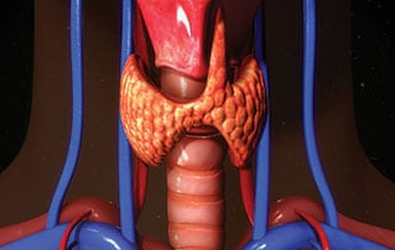 Thyroid-Anatomy