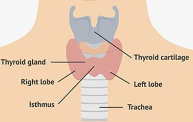 Thyroid-Gland-Surgery